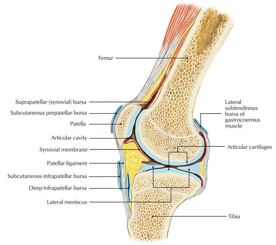 Knee Bursae