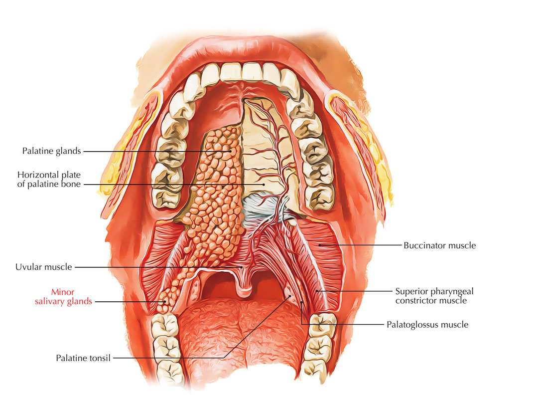 Minor Salivary Glands