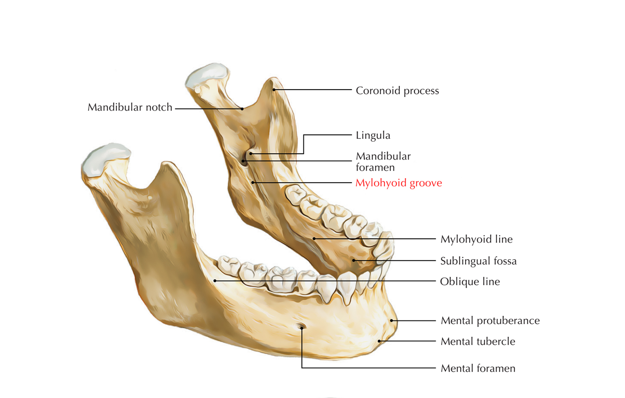 Mylohyoid Groove