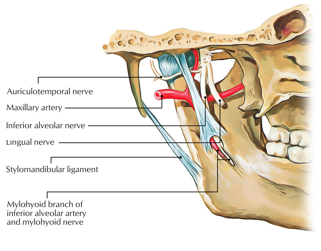 Mylohyoid Nerve Supply