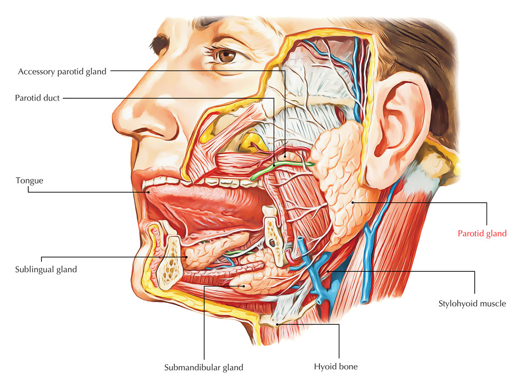 Parotid Gland Salivary Glands Anatomy Function And Conditions QRJMN