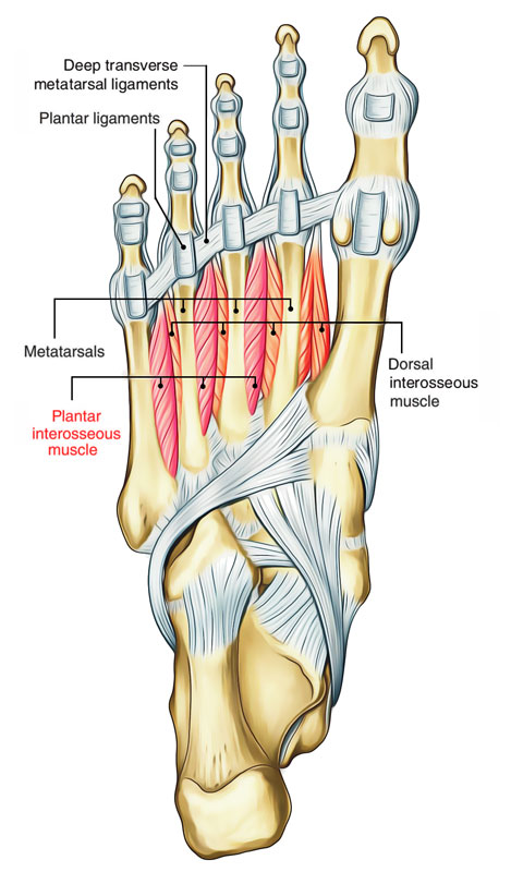 Fourth Metatarsal Surface