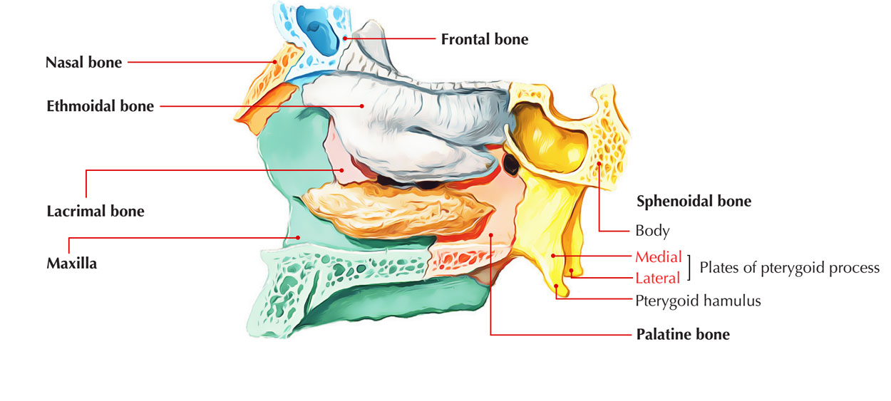 Plates of Pterygoid process