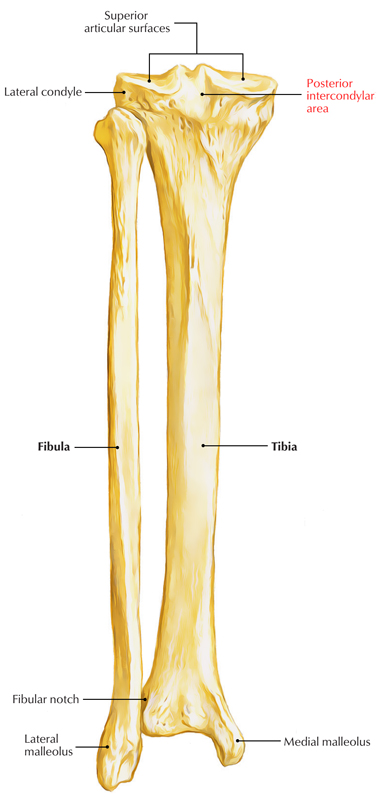 Posterior Intercondylar Area