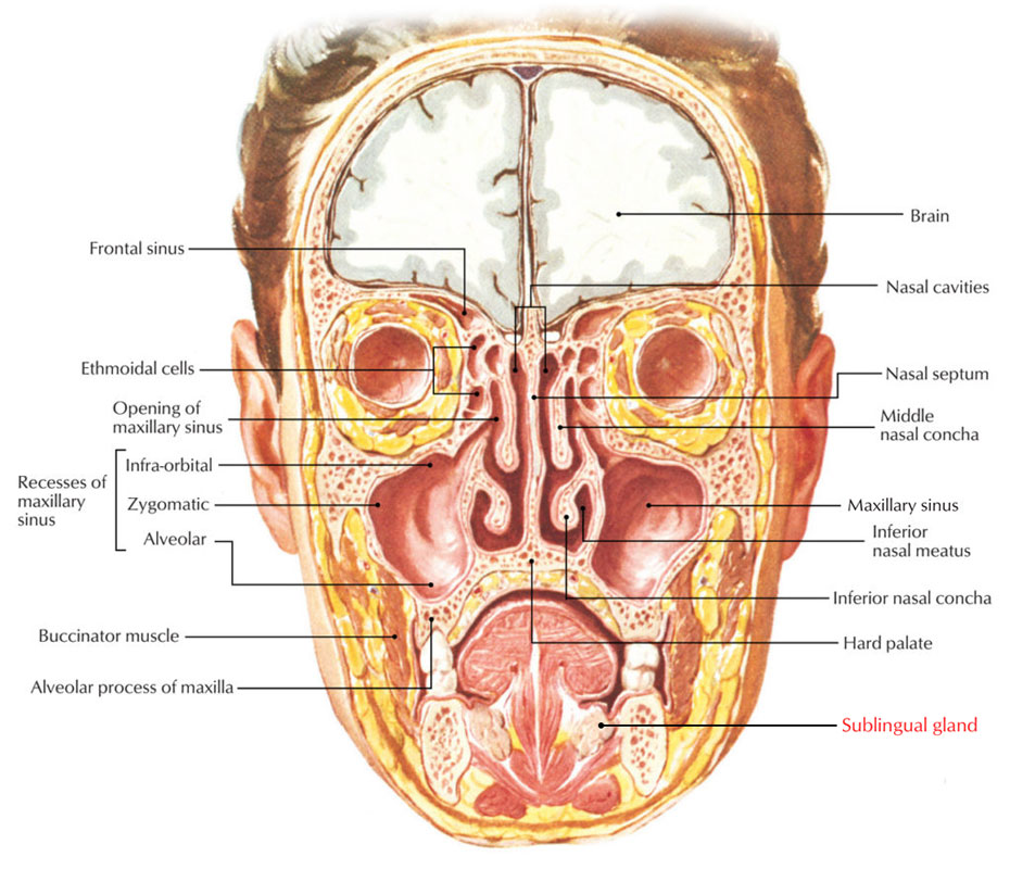 Sublingual Glands