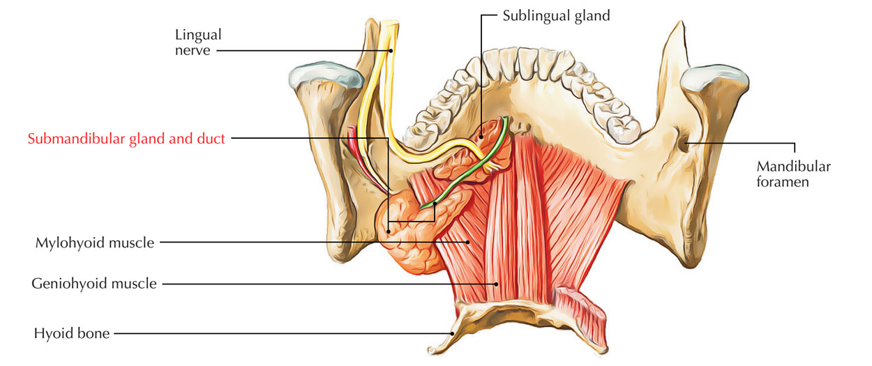 Submandibular glands