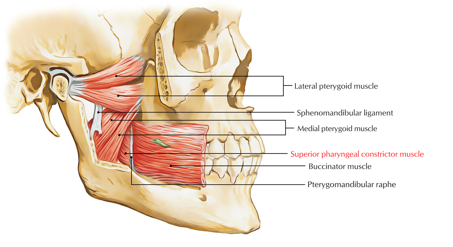  Superior Pharyngeal Constrictor Muscle