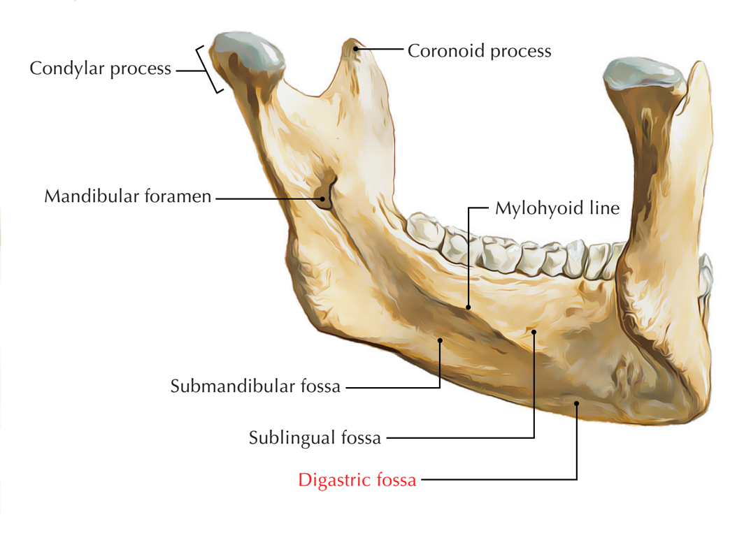 Digastric Fossa