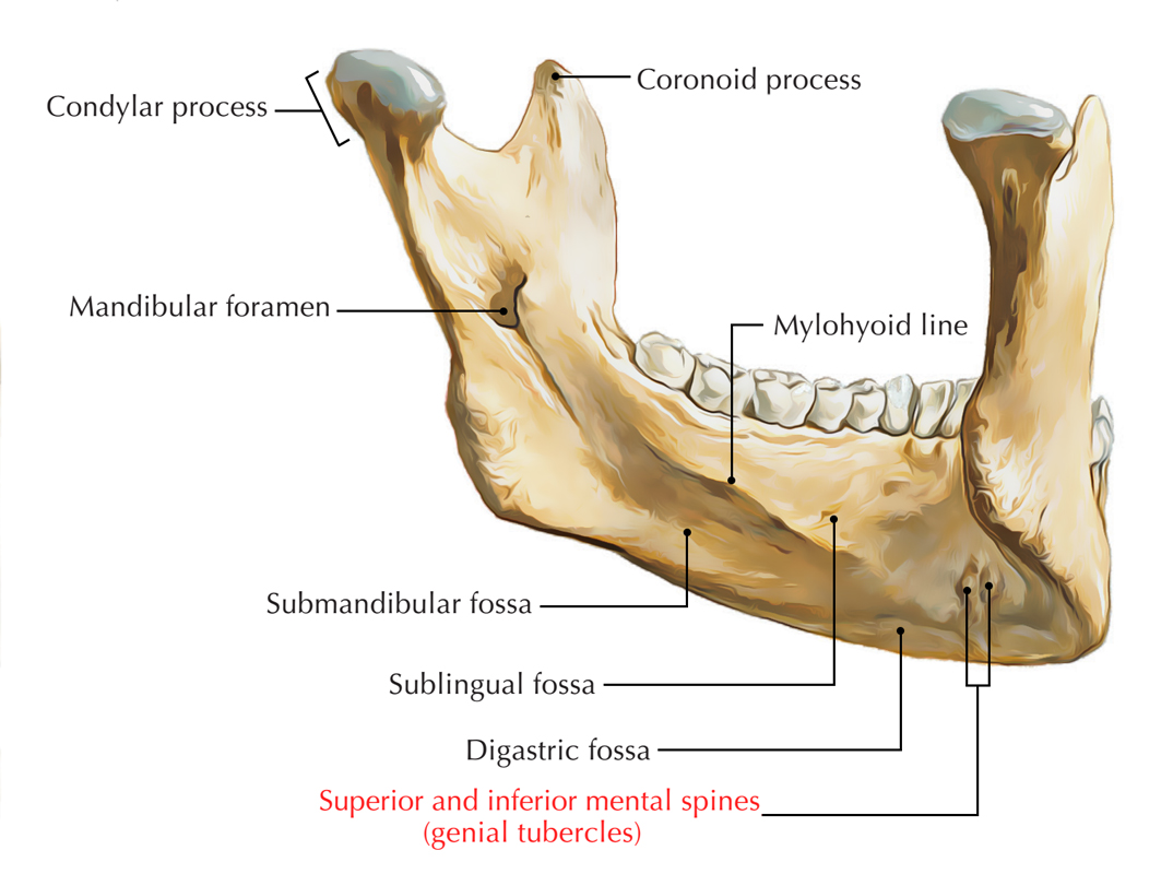 Genial Tubercle