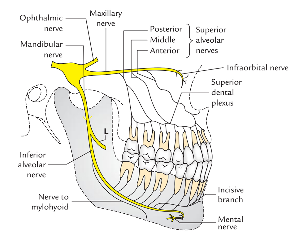 MN is a branch of the posterior trunk of the inferior alveolar nerve