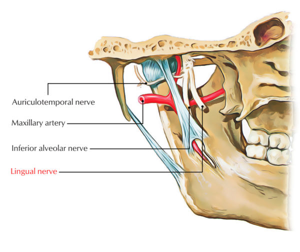 Lingual Nerve Earth #39 s Lab