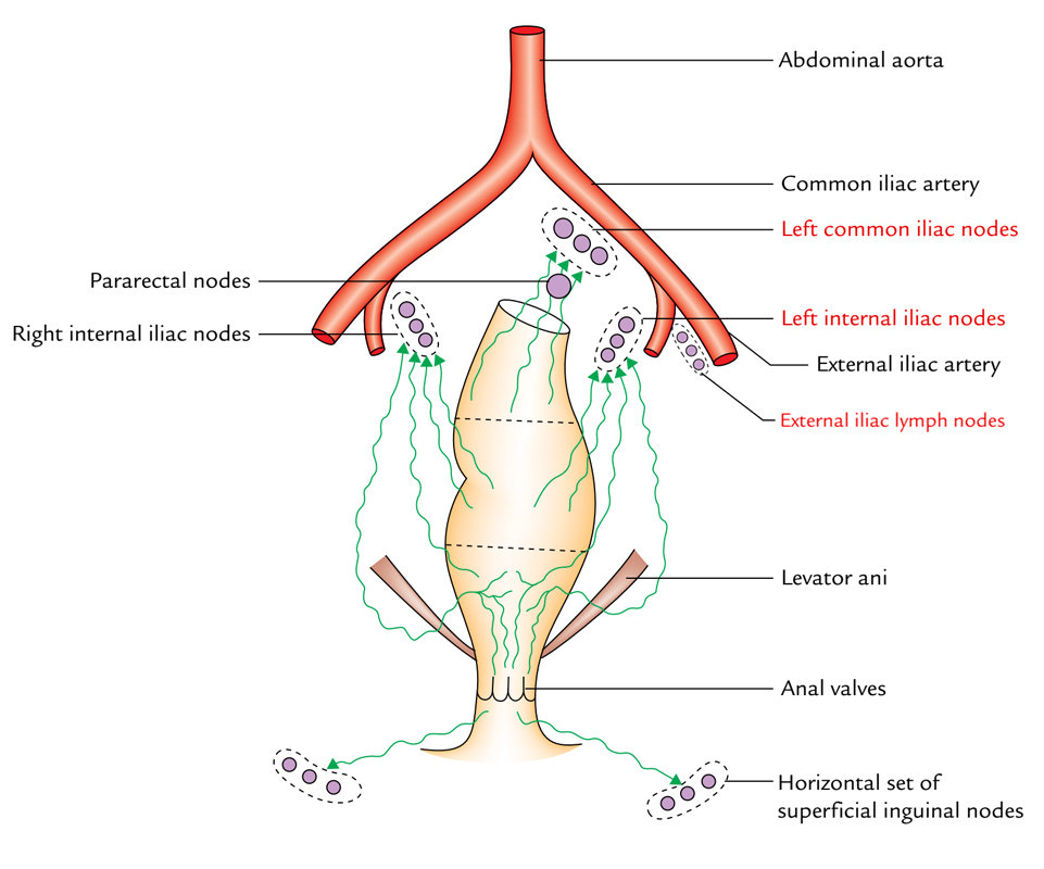 Lymph Node Classification