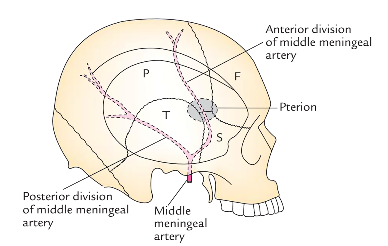 Middle Meningeal Artery: Branches