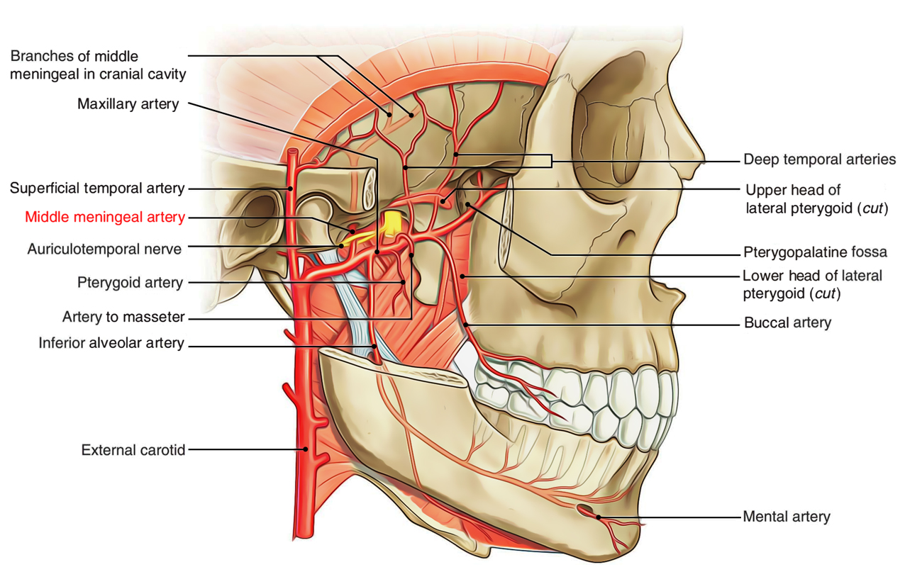 Middle Meningeal Artery