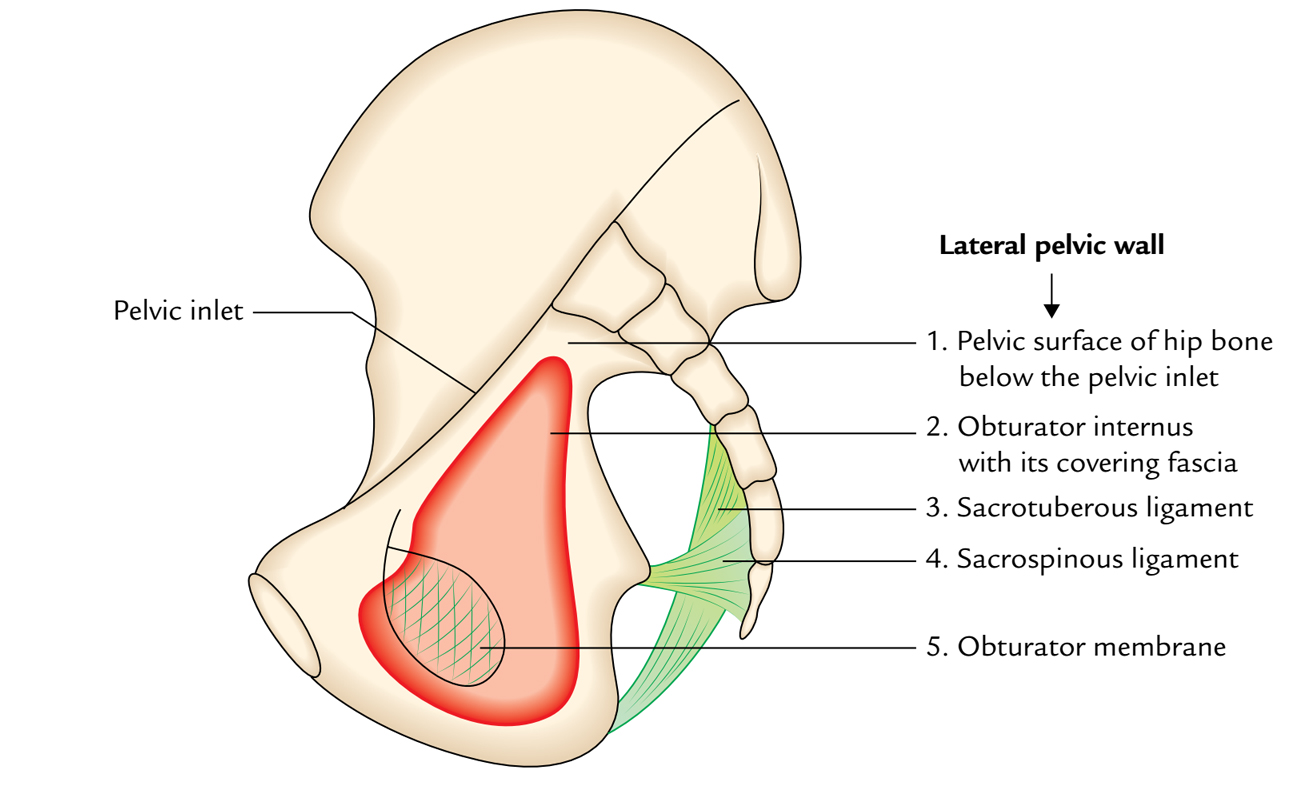 Obturator Membrane
