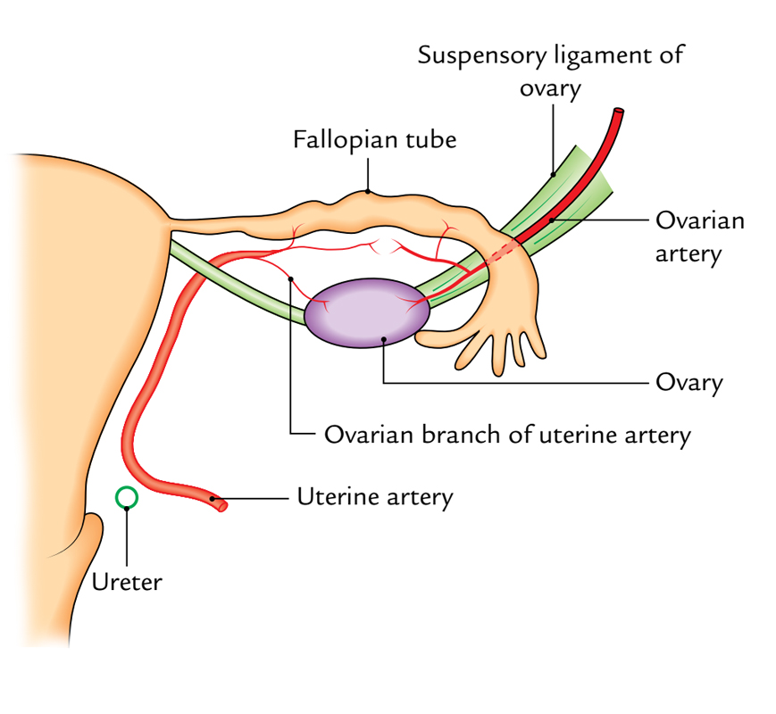 Ovary