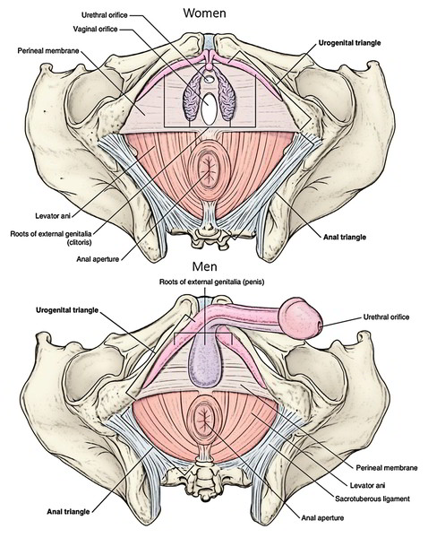 Perineum