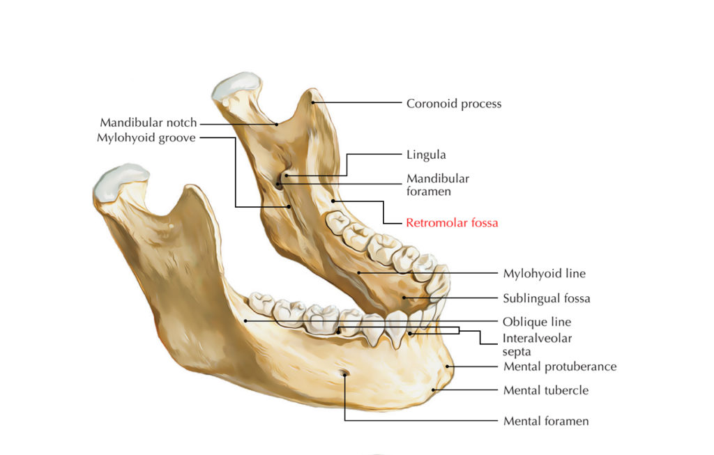 Define Retromolar Pad Dentistry at Thomas Reed blog