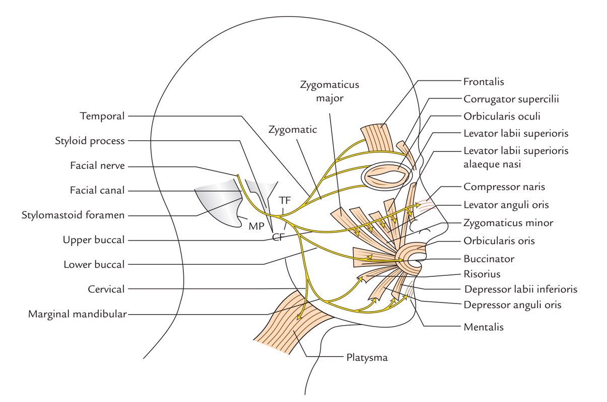 Risorius Muscle