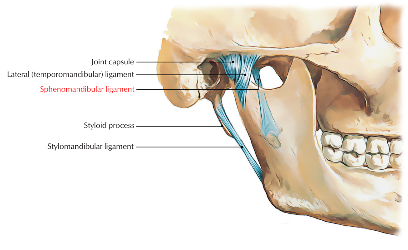 Sphenomandibular Ligament