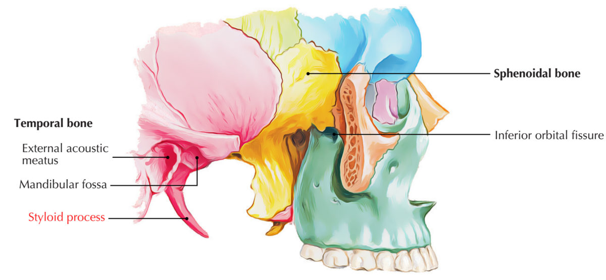 Styloid process of temporal bone earth s lab