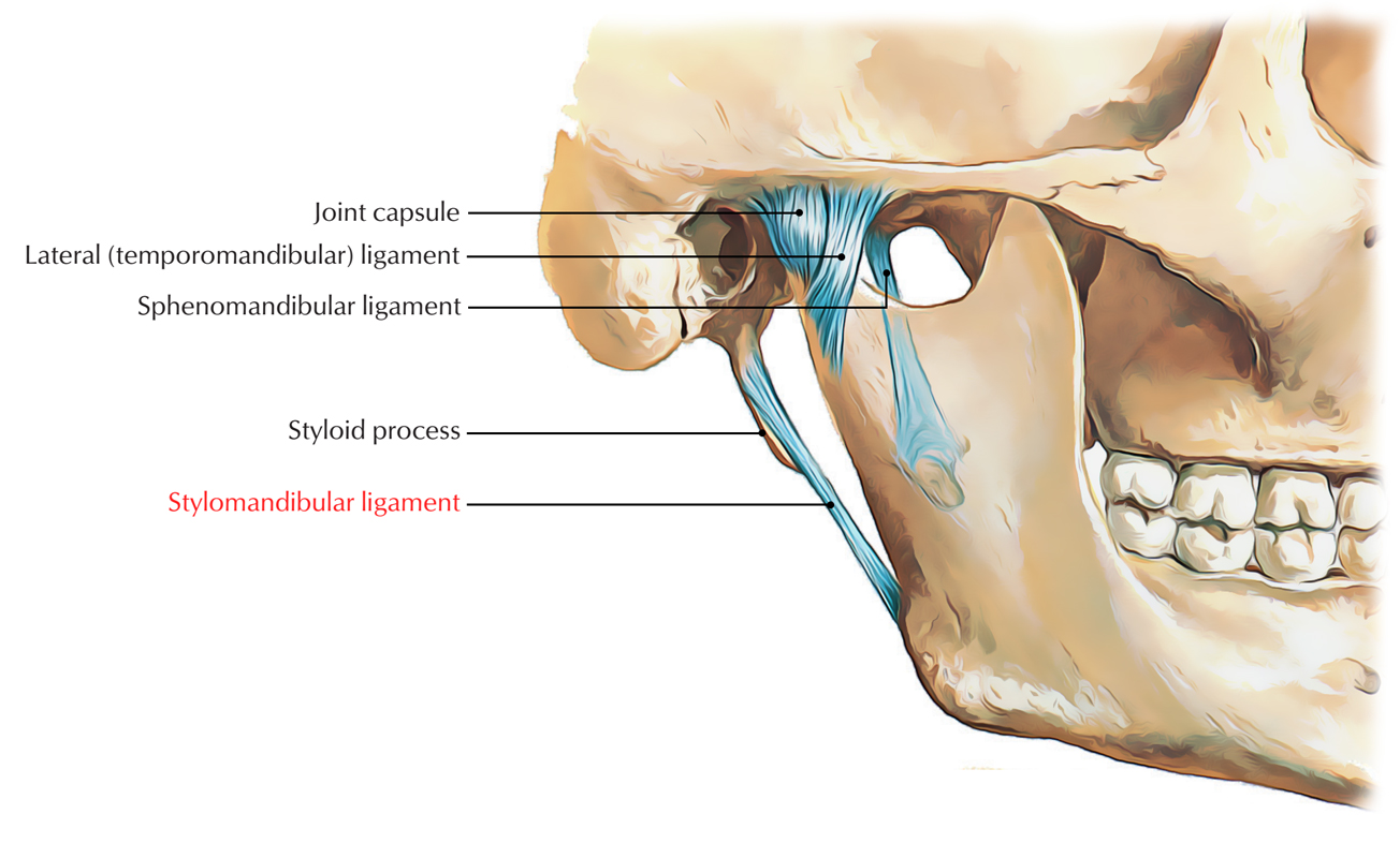 Stylomandibular Ligament