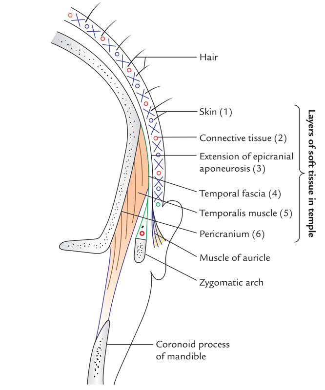 Muscle temporal (crotaphyte) : définition, rôle, schéma