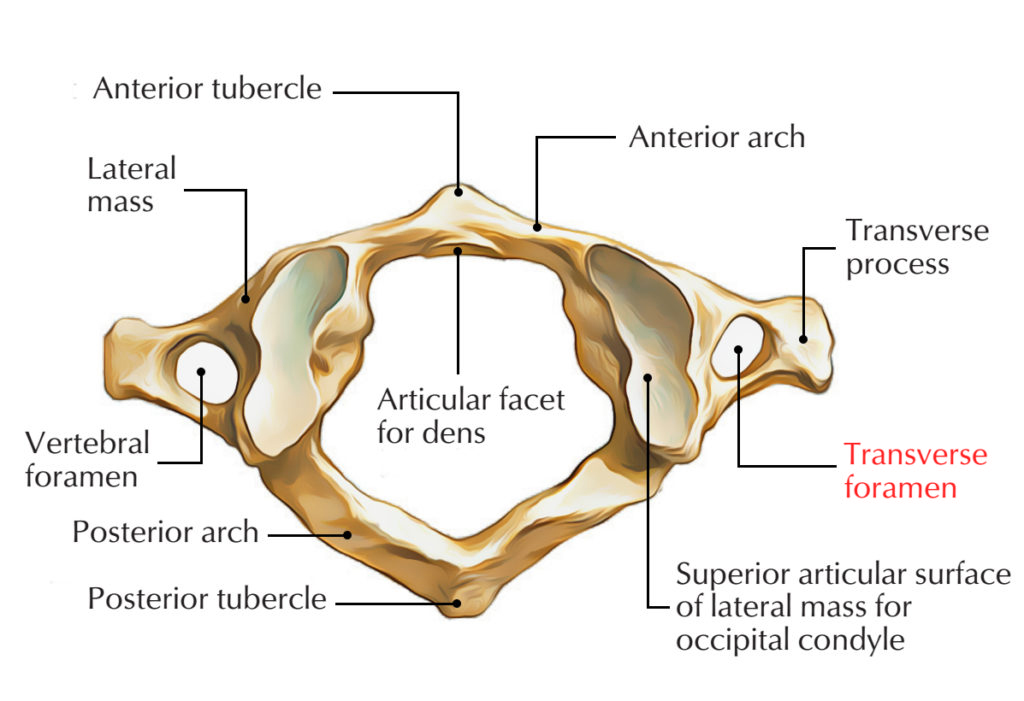 Transverse Foramen