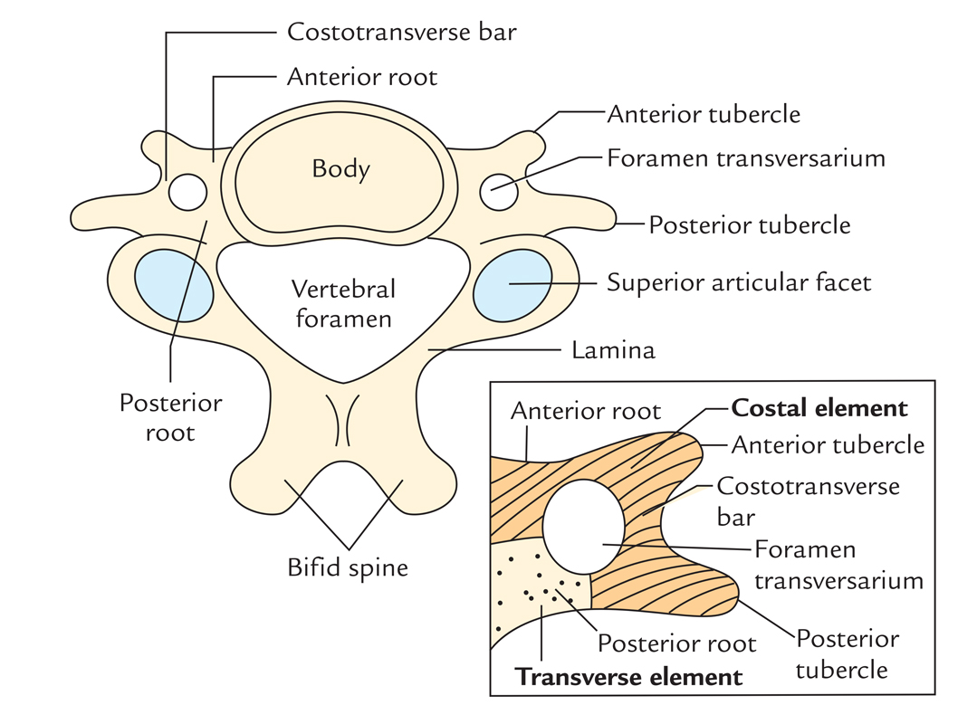 Transverse processes of Cervical Vertebrae