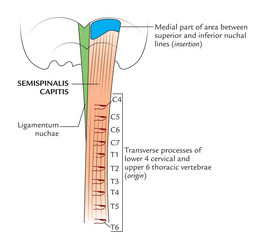 Transverse processes of Thoracic Vertebrae