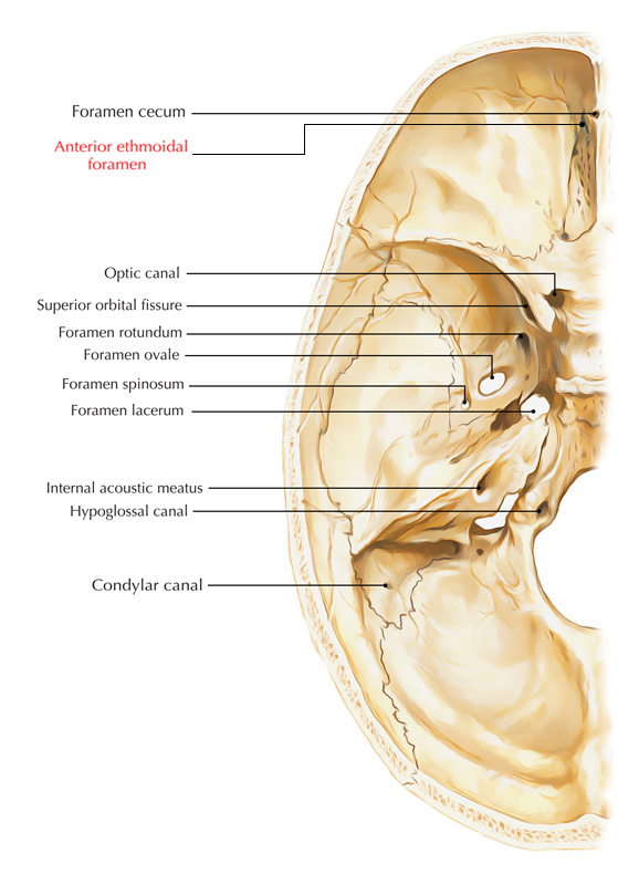 Anterior Ethmoidal Foramen