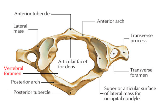 anterior vertebral arch anterior vertebral arch