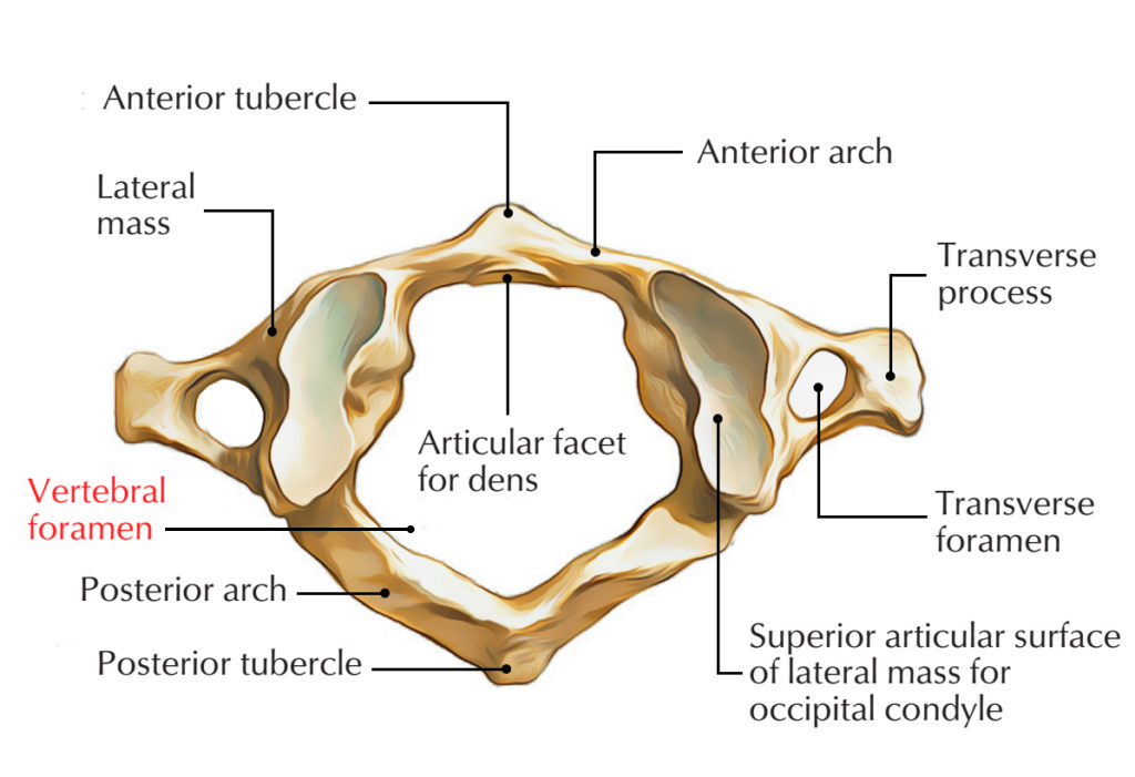 Vertebral Foramen - Cervical Vertebrae 