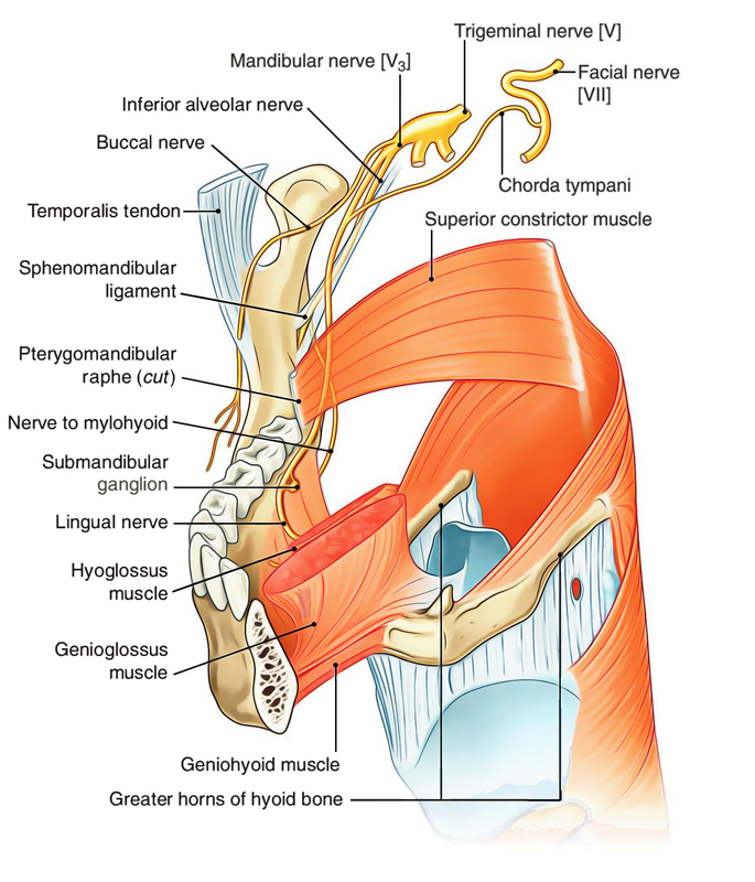 Lingual Nerve - Course and Relations