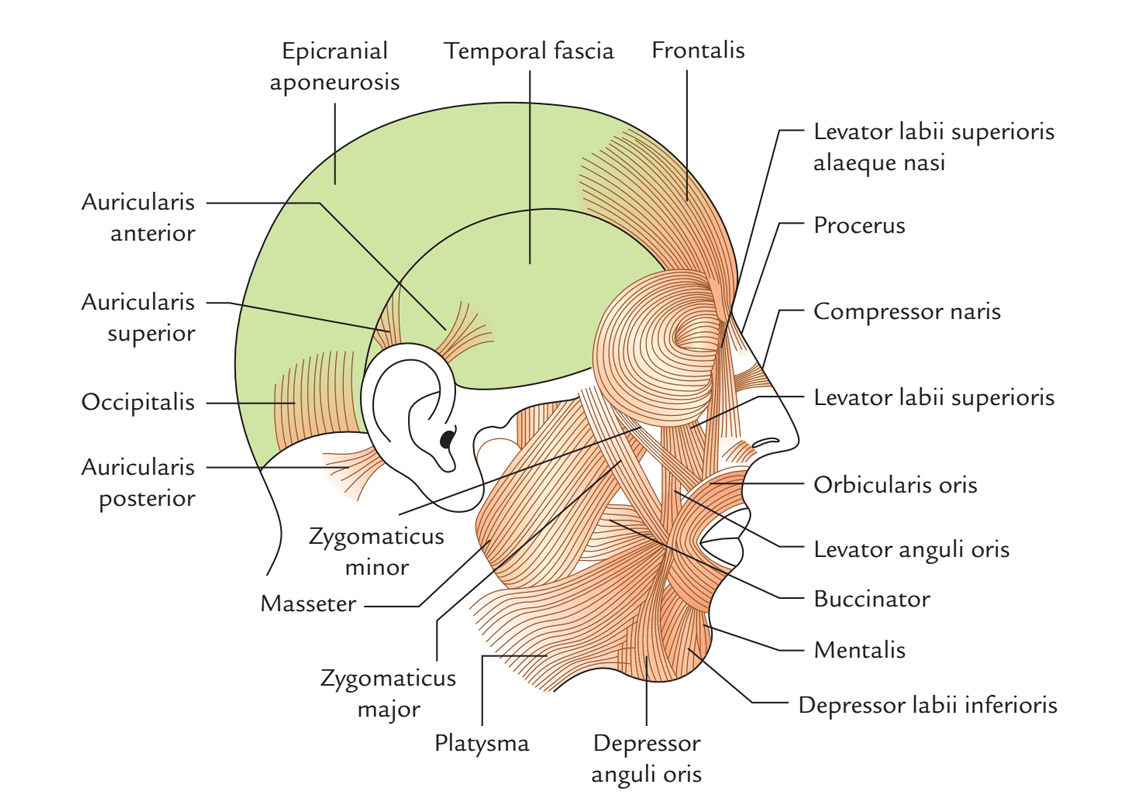 Levator Labii Superioris Alaeque Nasi Muscle