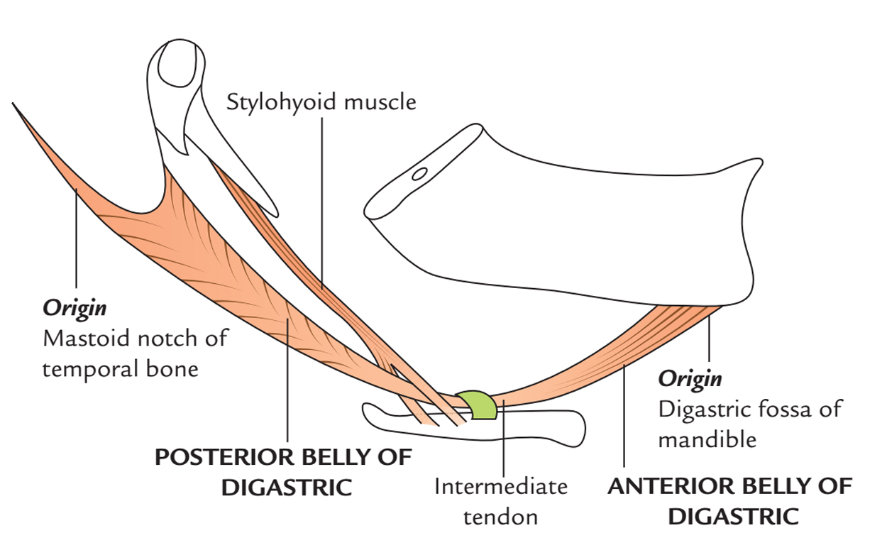 Digastric Muscle: Origin and Insertion