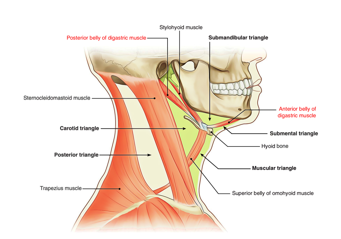 Digastric Muscle