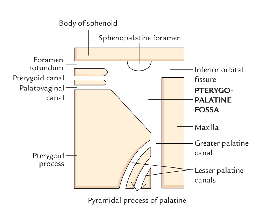 Inferior Orbital Fissure