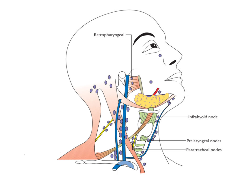 Lymph Nodes of Neck or Cervical Lymph Nodes Earth's Lab