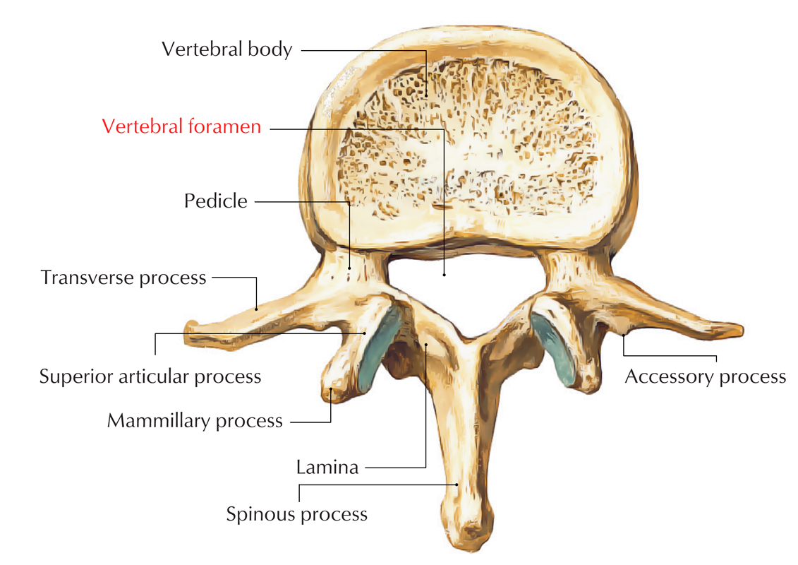 Vertebral Foramen - Lumbar Vertebrae 