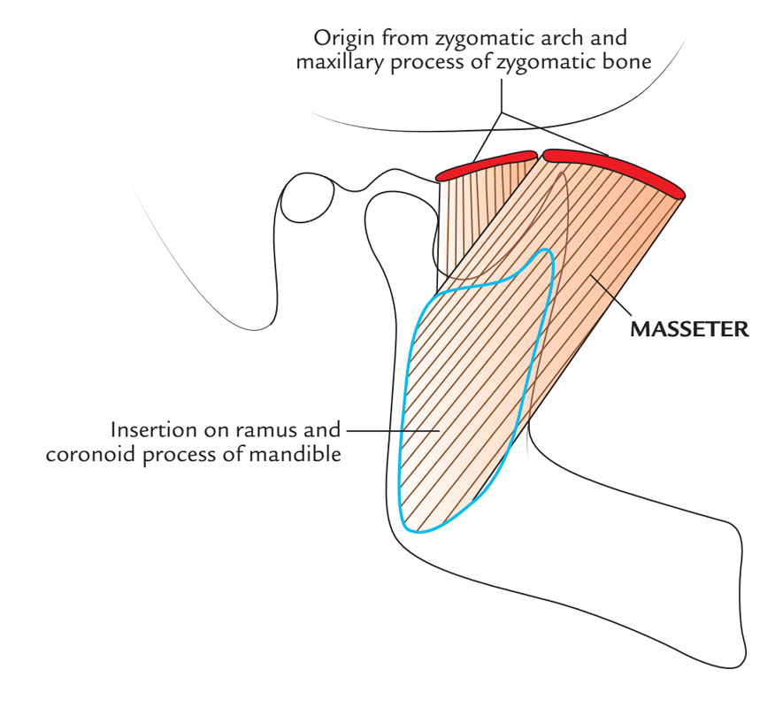 Masseter Muscle: Origin