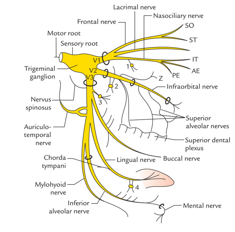 Mylohyoid Nerve Earth's Lab