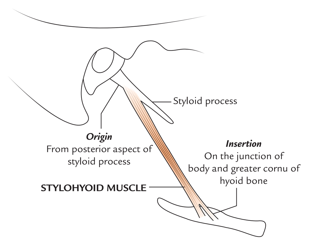 Origin and Insertion of Stylohyoid Muscle