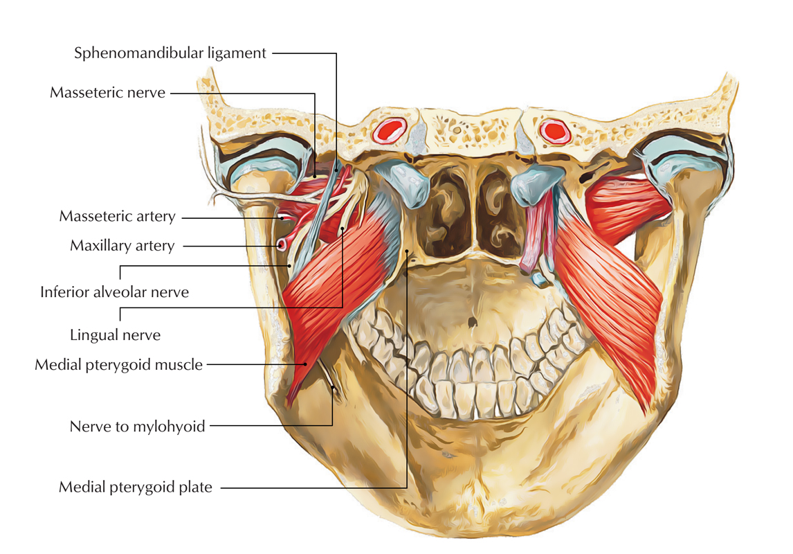 Origin of Inferior Alveolar Nerve