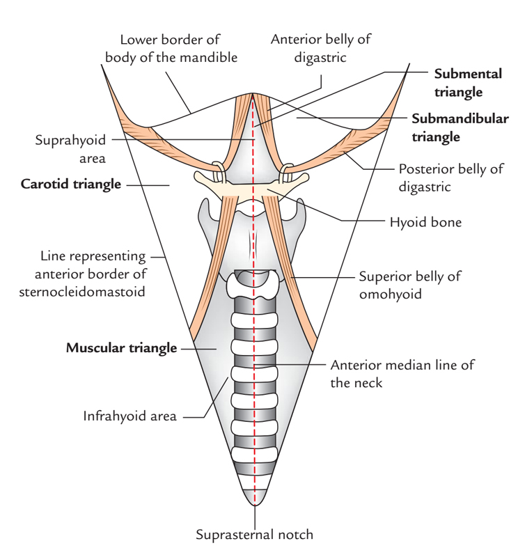 Digastric or Submandibular Triangle