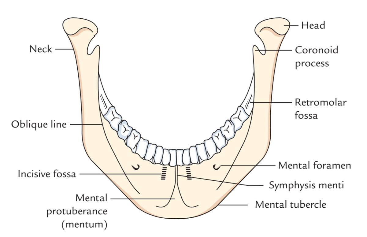 Mandibular Symphysis/Symphysis Menti Earth's Lab