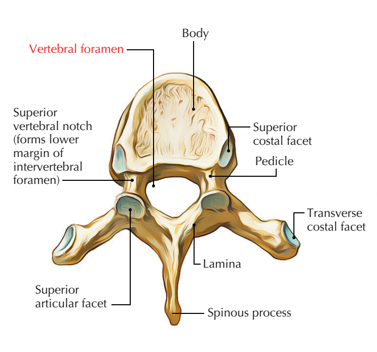 Vertebral Foramen - Thoracic Vertebrae 