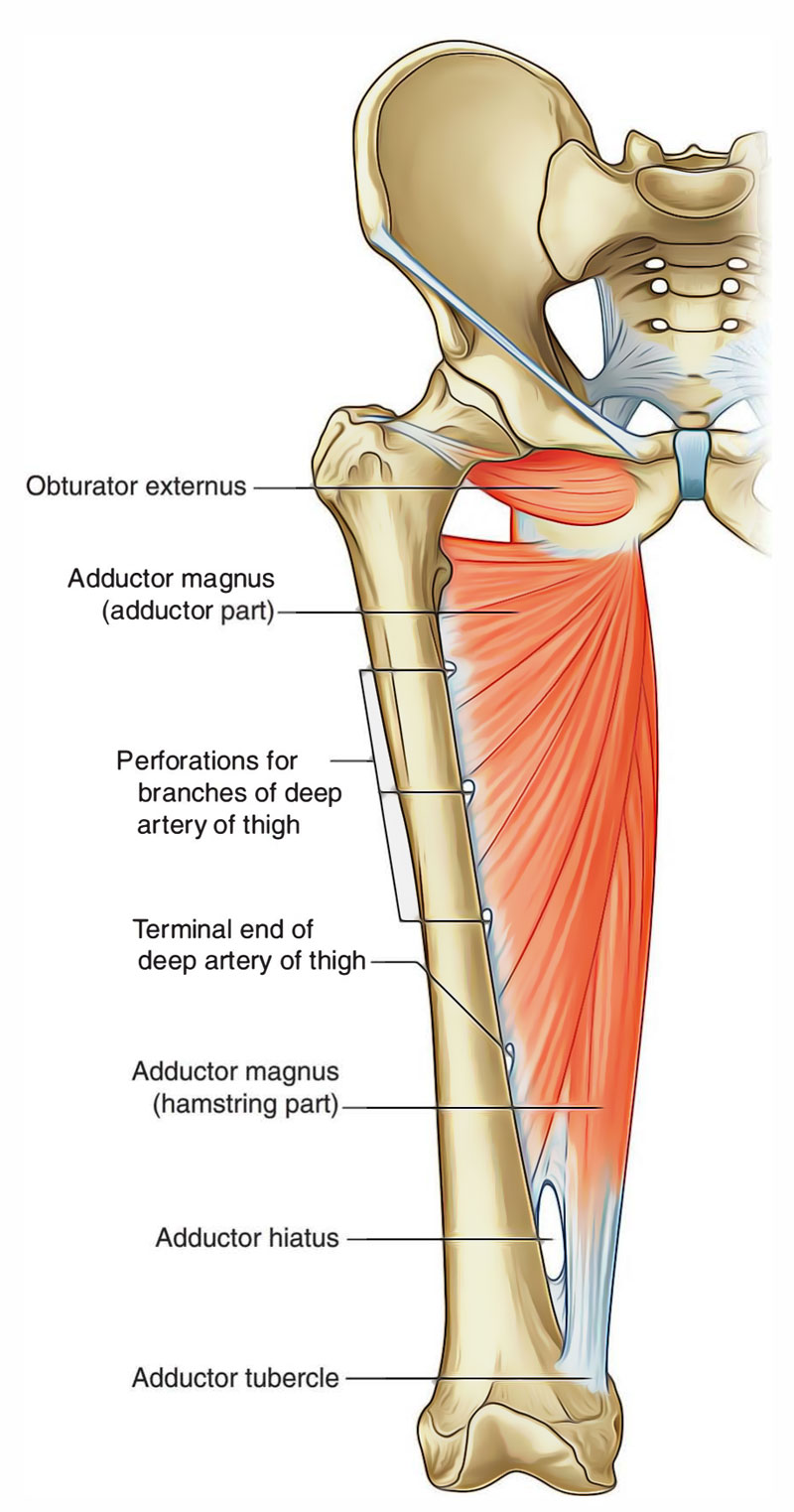 Adductor Magnus