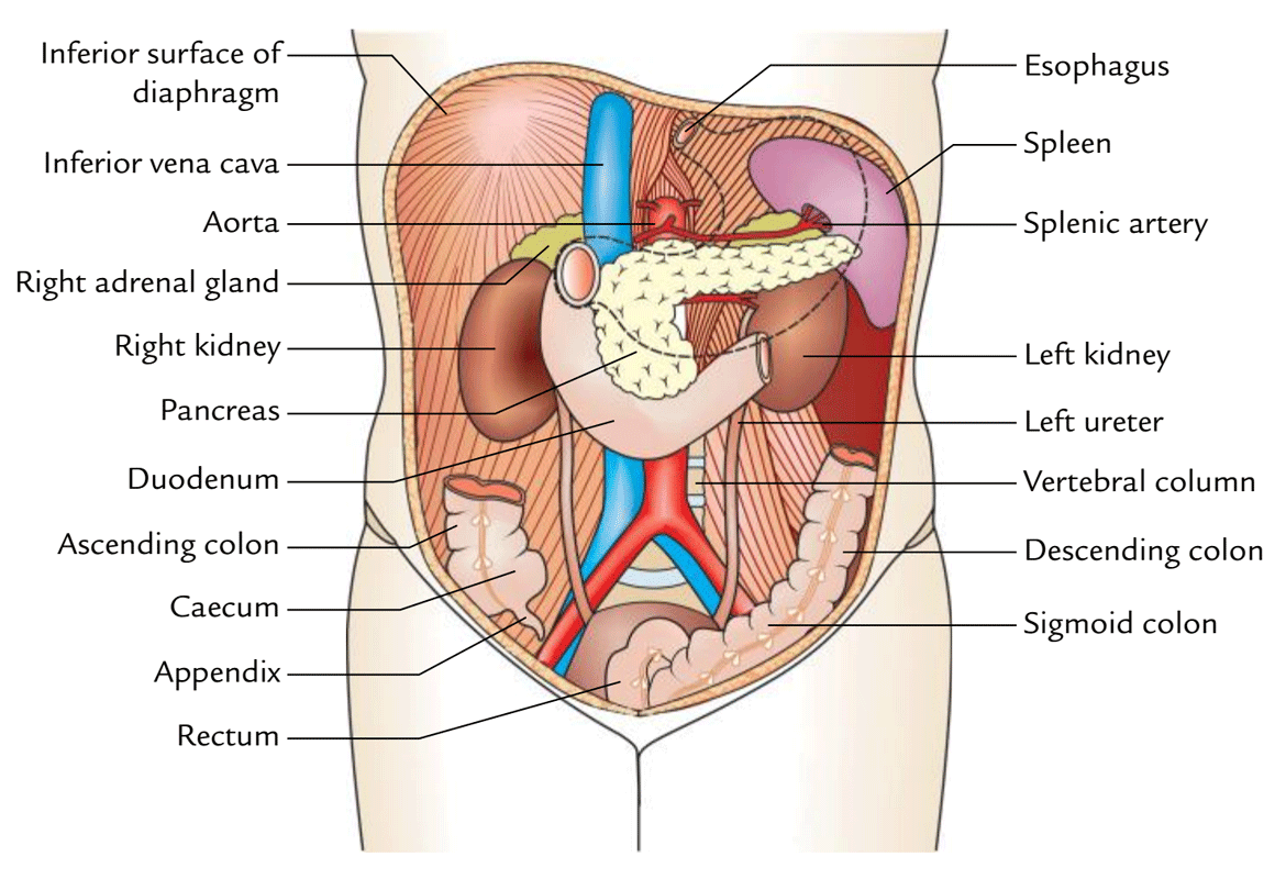 Easy Notes On Abdominal Cavity Learn In Just 3 Minutes Earth S Lab