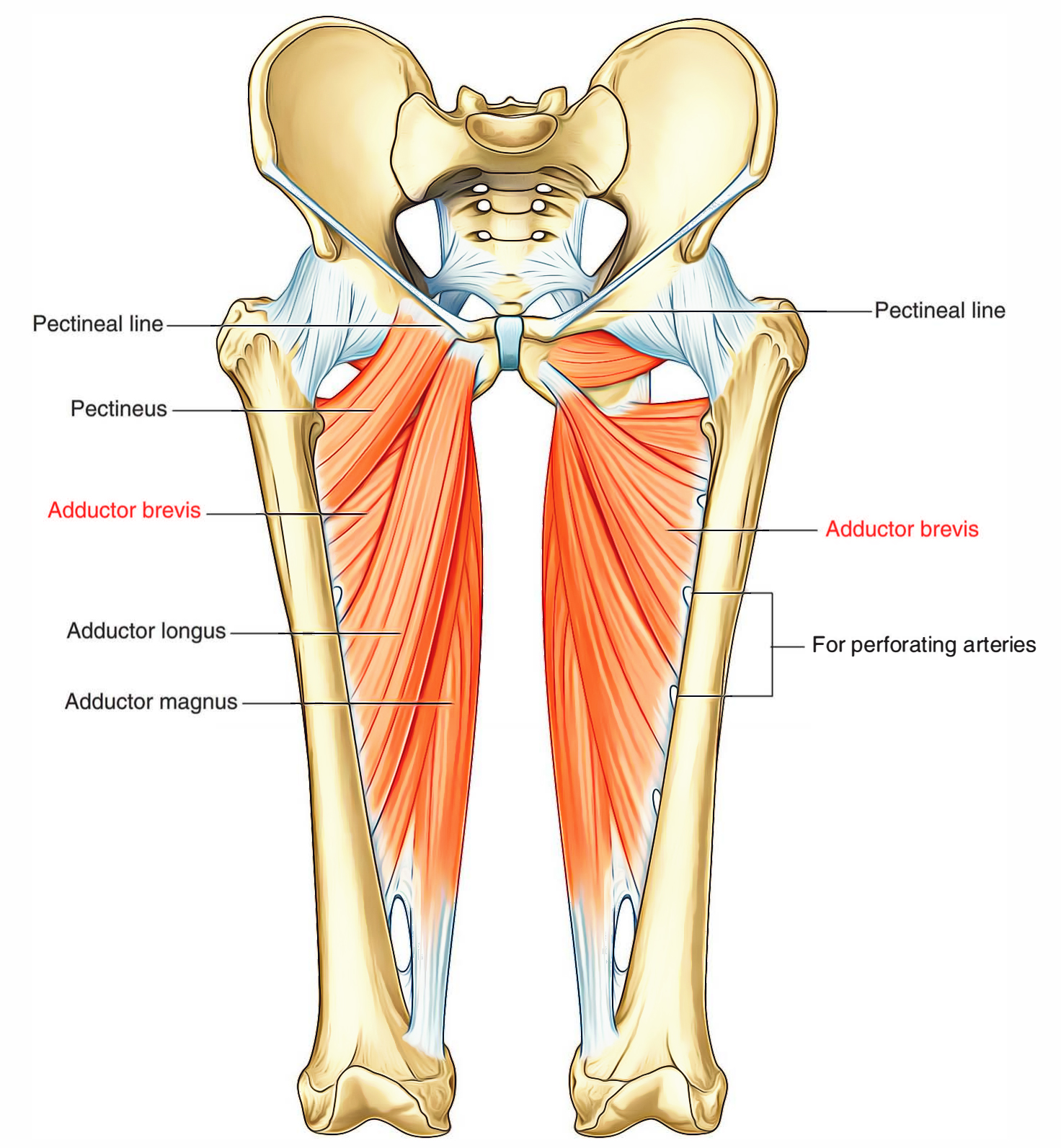 Adductor Brevis Muscle